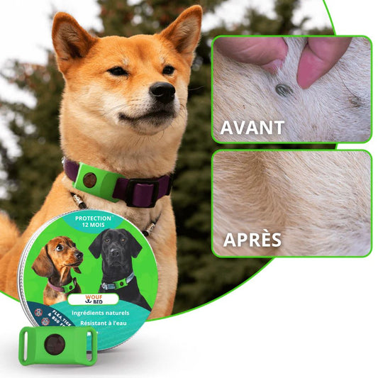 Pendentif anti puces et anti tiques | Dogsafe+